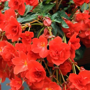 Begonia  PENDULA RED CASCADE
